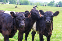 Farm Animals