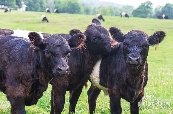 Calves Oreo
