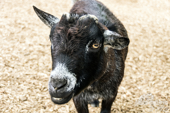 White Moustached Nubian Goat