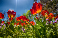 Gardens and Landscapes