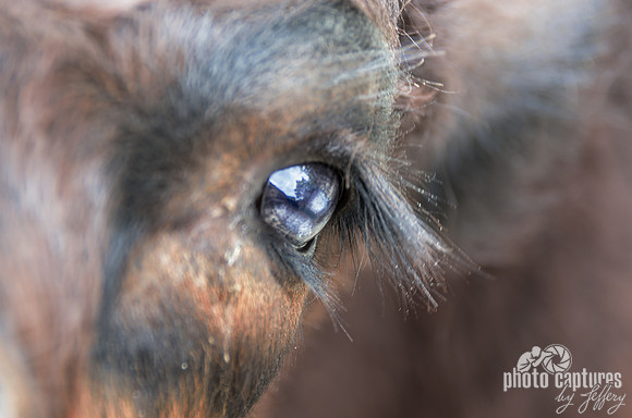 Loving eye of a Belted Galloway Calf
