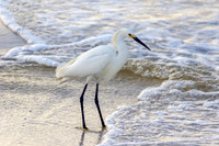 Snowy White Egret Staring Into The Beach Waters
