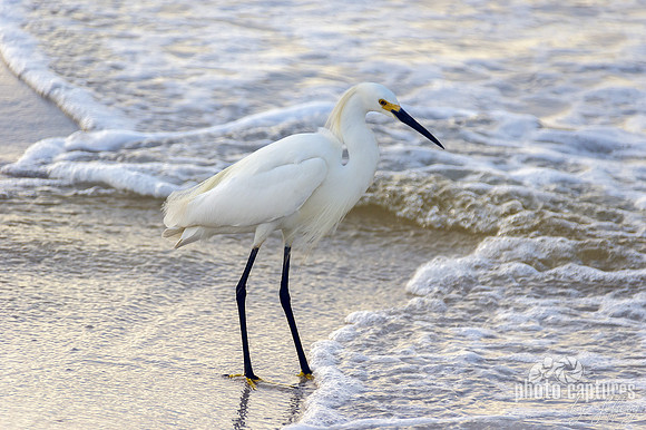 Snowy White Egret Staring Into The Beach Waters