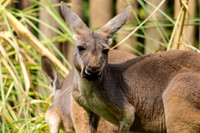Wallabies and Red Kangaroos