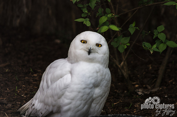 Snowy White male Owl tilted