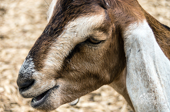 Nubian Goat with a smile on her face