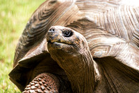 Reptiles, Amphibians, Fish