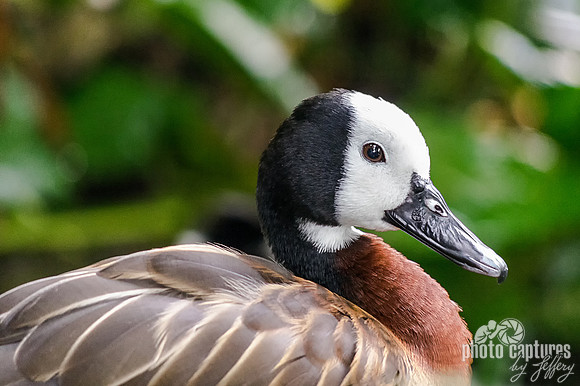 White-faced Whistling Duck