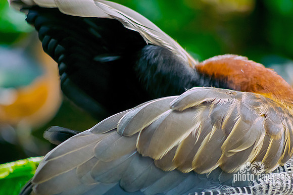 White-faced Whistling Duck preening