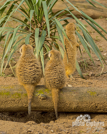 Two Meerkats tails hanging over log