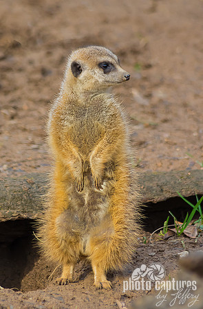 Meerkat standing paws inward
