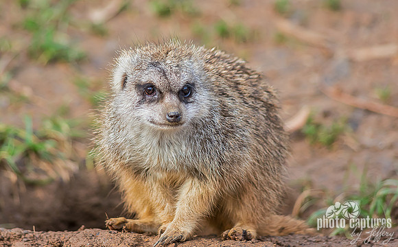 A little Meerkat adorable animals