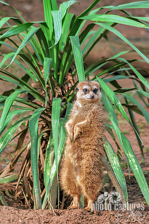 Meerkat standing tall in front of tiny palm tree