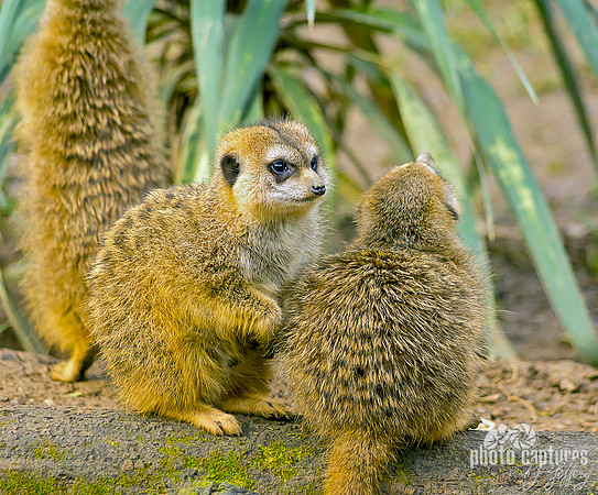 Two Meerkats on a log
