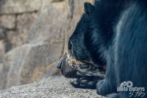 Andean Bear Luka