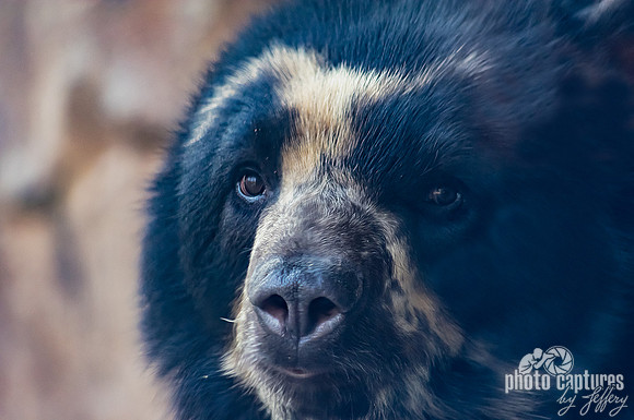 The most adorable Luka Spectacled bear