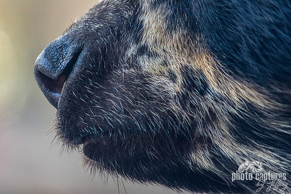 Close view of Luka mouth nose