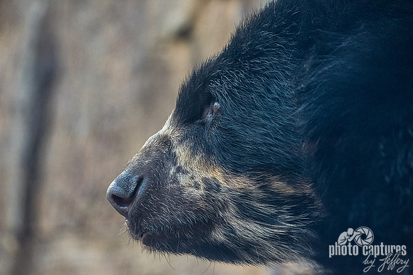 Luka Andean Bear