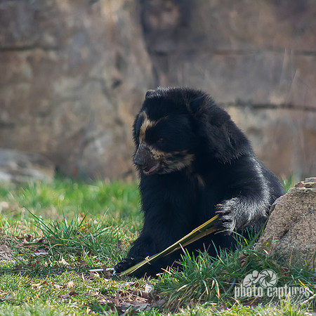 Luka Spectacled bear enjoying bamboo