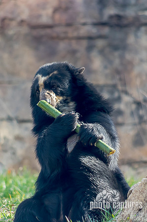 Luka Spectacled bear holding bamboo