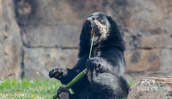 Luka Spectacled bear pulling piece of bamboo