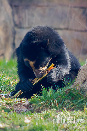 Luka Spectacled bear taking a bite out of bamboo