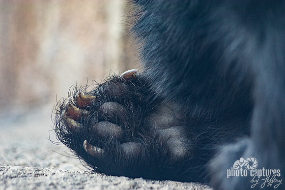 Paw of Luka Andean Bear