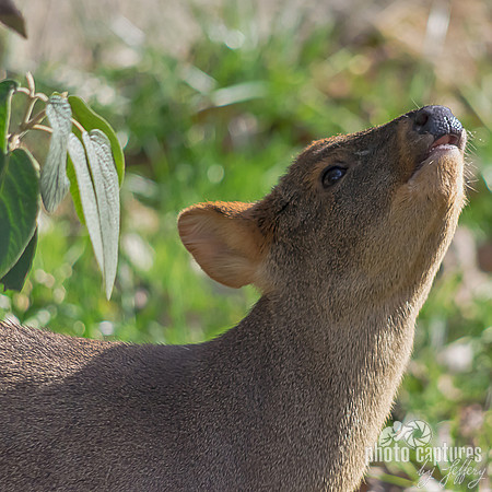 Pudu tiniest deer square format