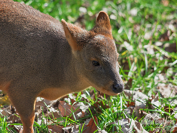 Pudu tiniest deer