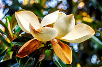 Dwarf Southern Magnolia Decay