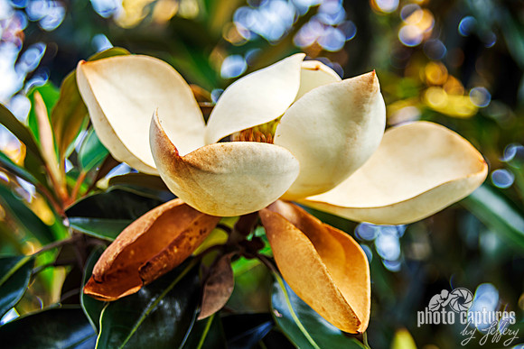 Dwarf Southern Magnolia Decay
