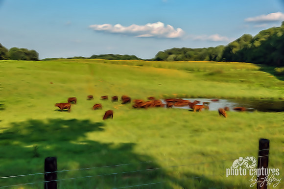 Red Angus Cattle artistic rendering