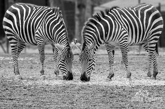 Black and White Print of Two Damara Zebras Grazing