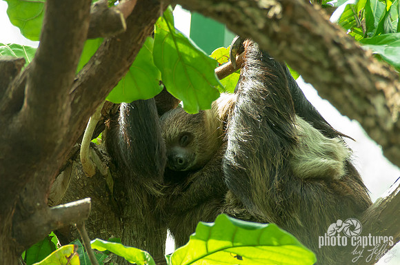 Two-toed sloth baby on mom resting adorable animal prints