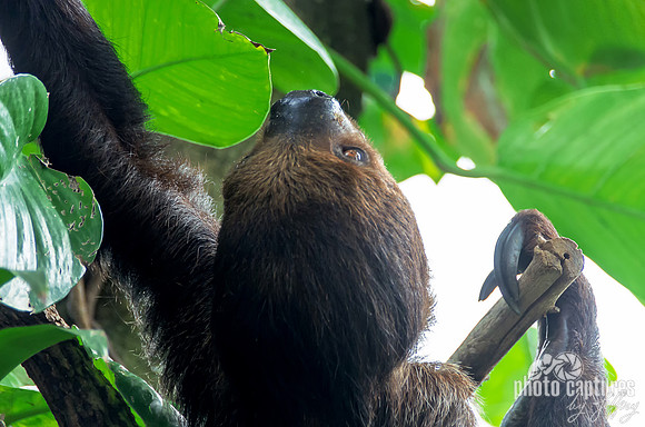 Two-toed Sloth Edith climbing Adorable Animal photos
