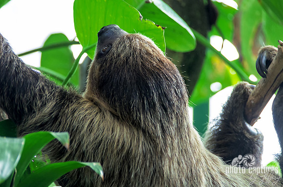 Two-toed sloth Emmett adorable animal prints
