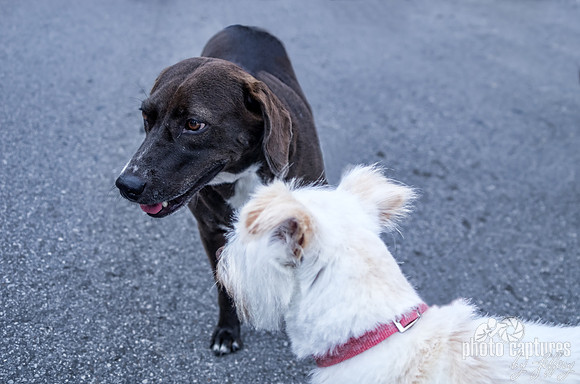 Two doggies meeting for the first time