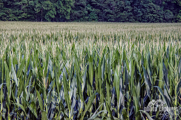 Corn Field bordering Wood Line