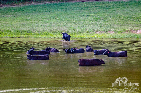 Cows cooling off in pond artistic rendering