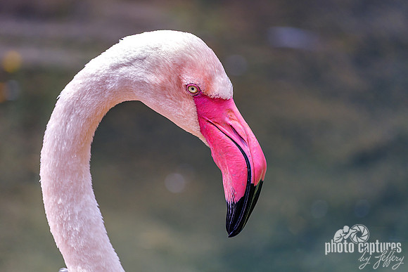 Greater Flamingo Bright Pink Beak