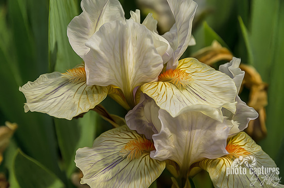 Elegant iris veined petals Ellington Ag Center Iris Garden artistic rendering