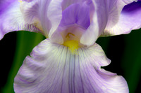 Irises
