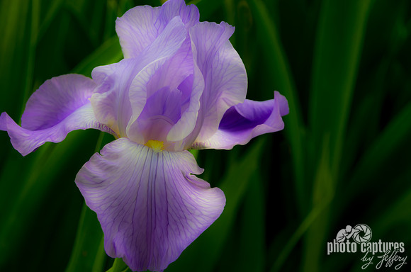 Subtle soft elegant purple tall bearded iris Ellington Ag Center