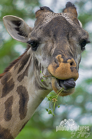 Male Masai Giraffe with long grass weeds hanging out of mouth
