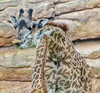 Elephants - Giraffes - Rhinos