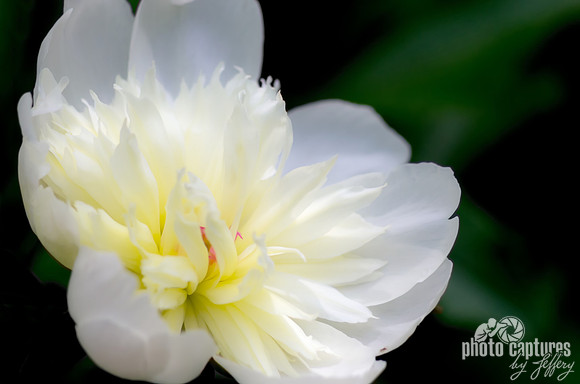 Paeonia lastiflora white