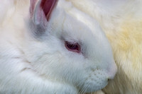Farm Animals