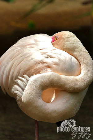 Greater Flamingo Majestic Neck