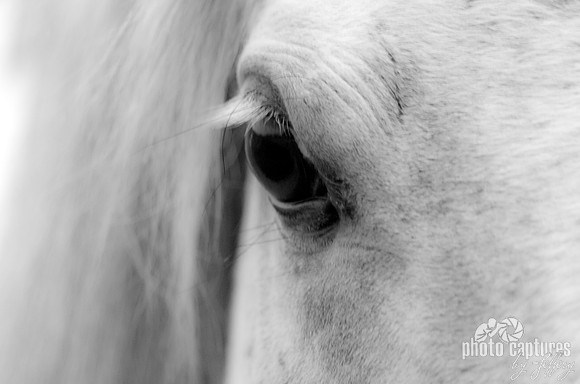 Black and White Soft Reflections of a White Horse 12x18