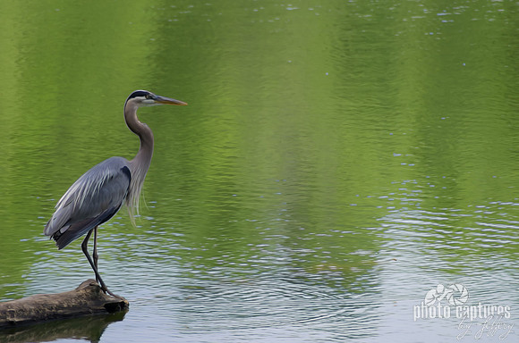 Ardea herodias Painterly effect 12x18